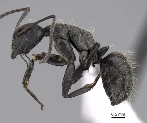 Camponotus oculatior specimen CASENT0415595 image casent0415595_3