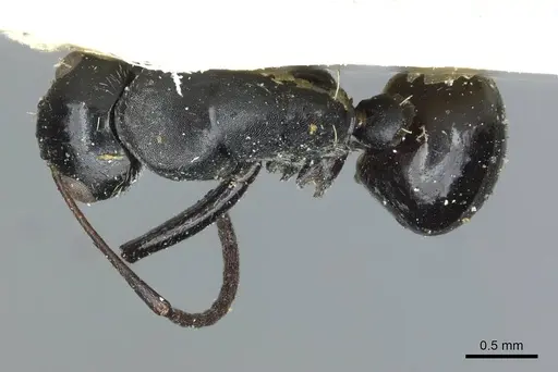 Camponotus oculatior specimen RMCAENT000017821 image rmcaent000017821_1