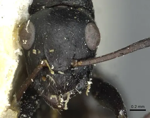 Camponotus oculatior specimen RMCAENT000017821 image rmcaent000017821_2