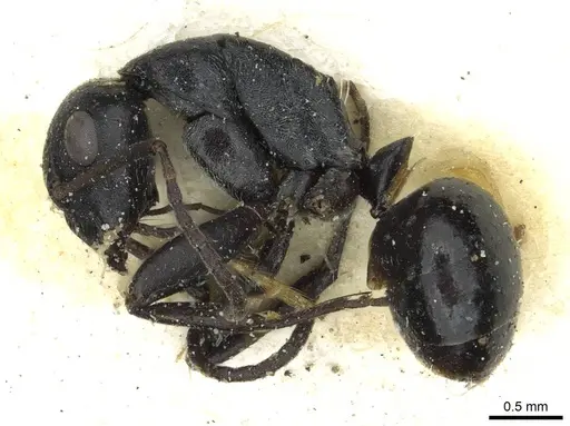 Camponotus oculatior specimen RMCAENT000017821 image rmcaent000017821_3