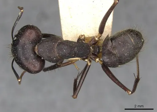 Camponotus odiosus specimen CASENT0910288 image casent0910288_1
