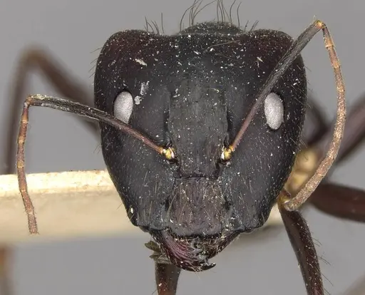 Camponotus odiosus specimen CASENT0910288 image casent0910288_2