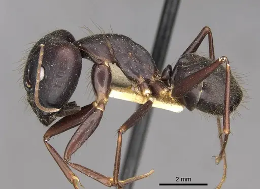 Camponotus odiosus specimen CASENT0910288 image casent0910288_3