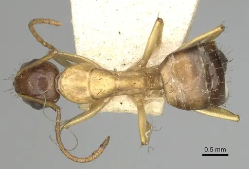 Camponotus oertzeni specimen CASENT0249625 image casent0249625_1