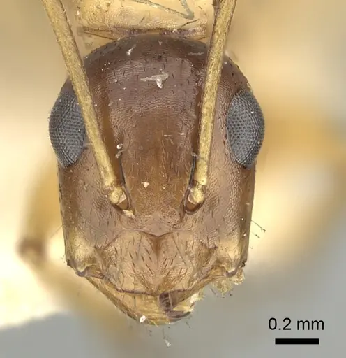 Camponotus oertzeni specimen CASENT0249625 image casent0249625_2