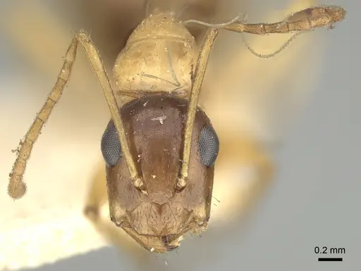 Camponotus oertzeni specimen CASENT0249625 image casent0249625_3