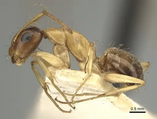 Camponotus oertzeni specimen CASENT0249625 image casent0249625_4