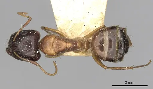 Camponotus oertzeni specimen CASENT0249878 image casent0249878_1