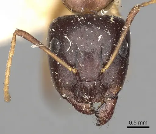 Camponotus oertzeni specimen CASENT0249878 image casent0249878_2