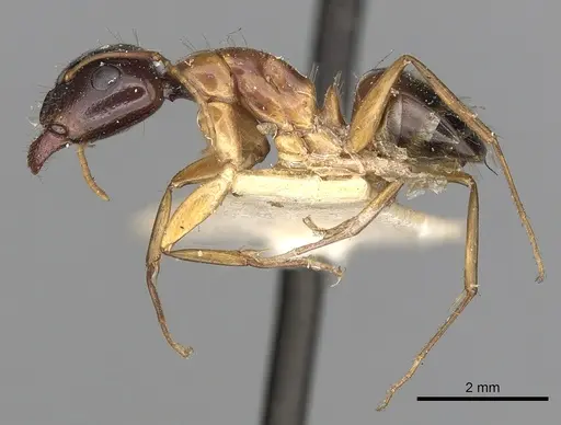 Camponotus oertzeni specimen CASENT0249878 image casent0249878_3