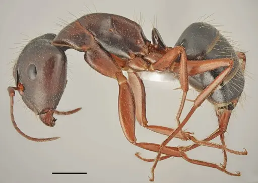 Camponotus oertzeni specimen CASENT0763855 image casent0763855_1