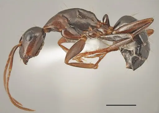 Camponotus oertzeni specimen CASENT0763856 image casent0763856_1
