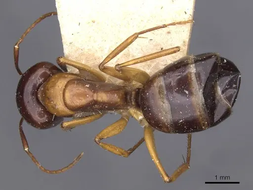 Camponotus oertzeni specimen CASENT0910194 image casent0910194_1