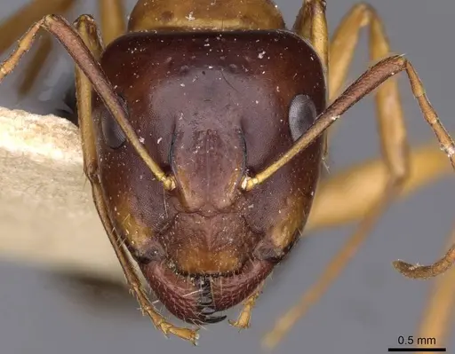 Camponotus oertzeni specimen CASENT0910194 image casent0910194_2