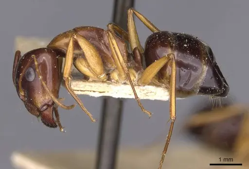 Camponotus oertzeni specimen CASENT0910194 image casent0910194_3