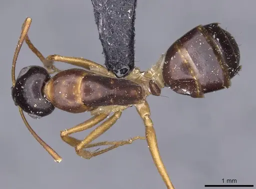 Camponotus oertzeni specimen CASENT0910195 image casent0910195_1