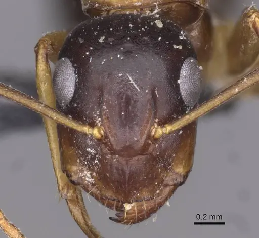 Camponotus oertzeni specimen CASENT0910195 image casent0910195_2
