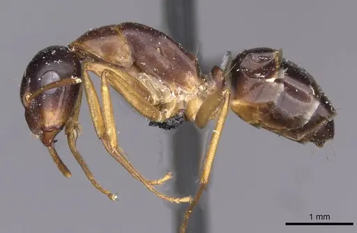 Camponotus oertzeni specimen CASENT0910195 image casent0910195_3
