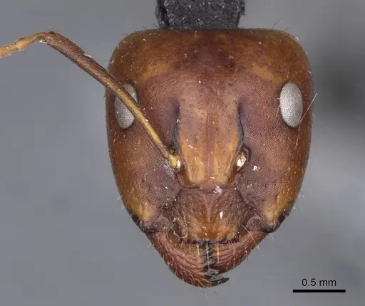 Camponotus oertzeni specimen CASENT0910196 image casent0910196_2