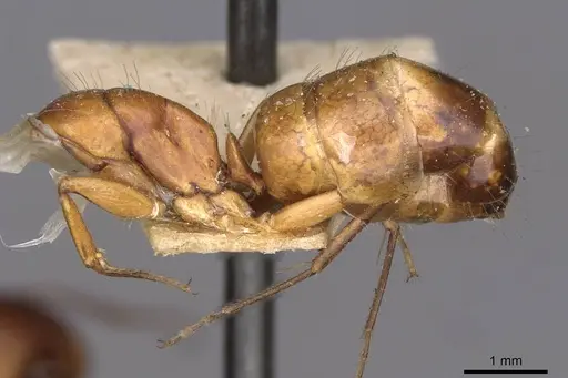 Camponotus oertzeni specimen CASENT0910196 image casent0910196_3