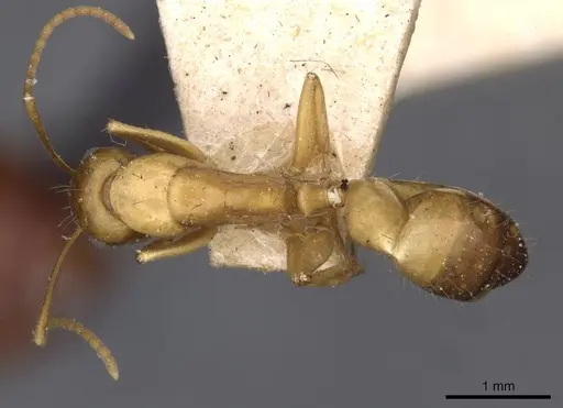 Camponotus oertzeni specimen CASENT0910197 image casent0910197_1