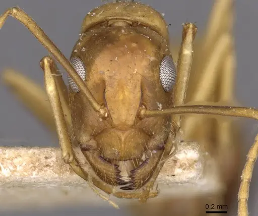 Camponotus oertzeni specimen CASENT0910197 image casent0910197_2