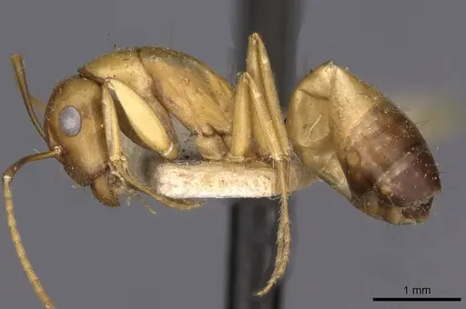 Camponotus oertzeni specimen CASENT0910197 image casent0910197_3