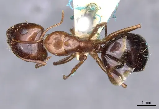 Camponotus oertzeni specimen CASENT0910198 image casent0910198_1