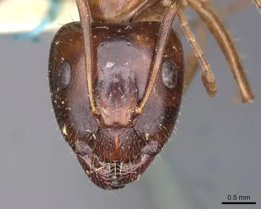 Camponotus oertzeni specimen CASENT0910198 image casent0910198_2