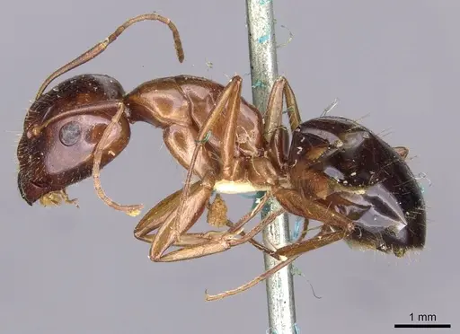 Camponotus oertzeni specimen CASENT0910198 image casent0910198_3