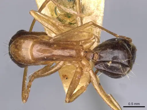Camponotus oertzeni specimen CASENT0910199 image casent0910199_1