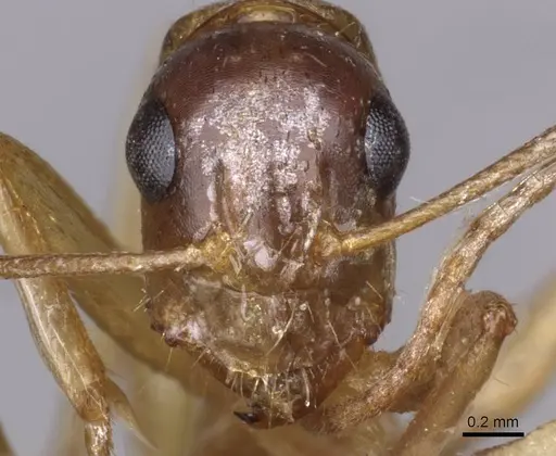Camponotus oertzeni specimen CASENT0910199 image casent0910199_2