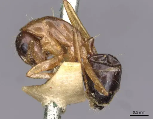 Camponotus oertzeni specimen CASENT0910199 image casent0910199_3