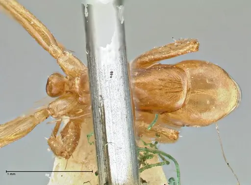 Camponotus oertzeni specimen FOCOL2969 image focol2969_1