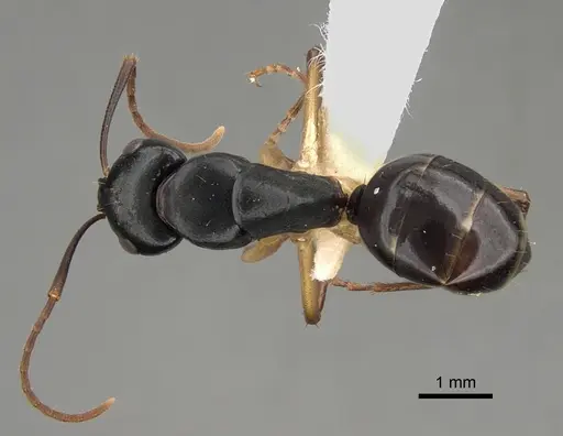 Camponotus oetkeri specimen CASENT0887659 image casent0887659_1