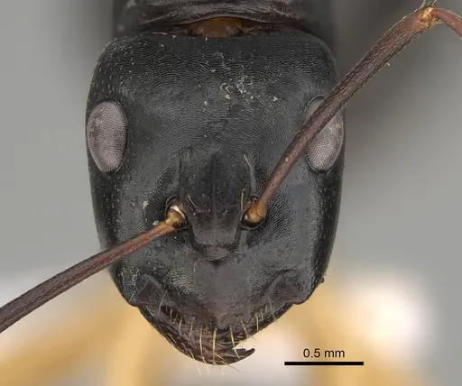 Camponotus oetkeri specimen CASENT0887659 image casent0887659_2