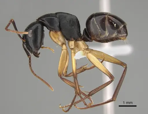 Camponotus oetkeri specimen CASENT0887659 image casent0887659_3