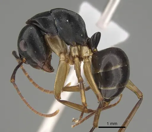 Camponotus oetkeri specimen CASENT0887718 image casent0887718_1