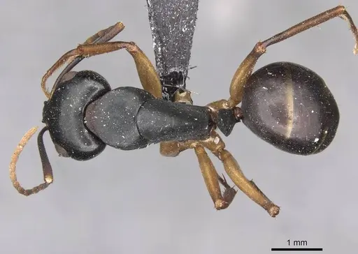 Camponotus oetkeri specimen CASENT0910395 image casent0910395_1