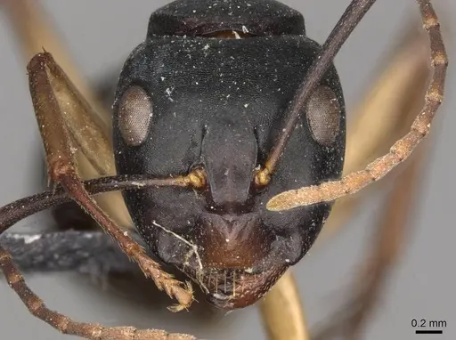 Camponotus oetkeri specimen CASENT0910395 image casent0910395_2