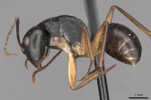 Camponotus oetkeri specimen CASENT0910395 image casent0910395_3