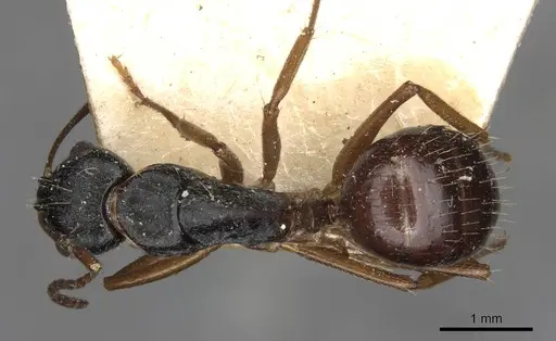 Camponotus oetkeri specimen CASENT0910396 image casent0910396_1