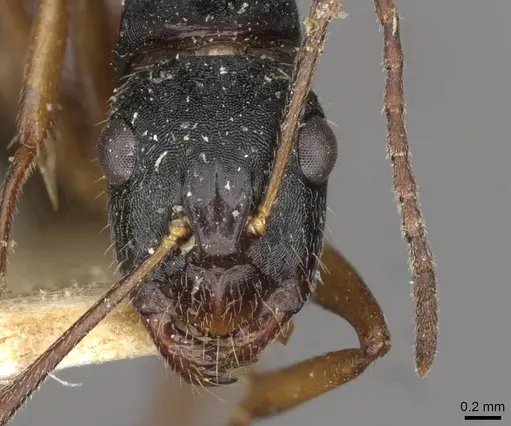 Camponotus oetkeri specimen CASENT0910396 image casent0910396_2