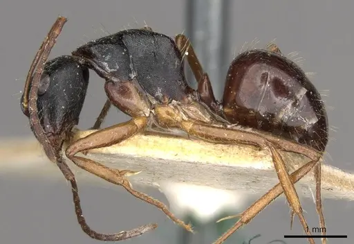 Camponotus oetkeri specimen CASENT0910396 image casent0910396_3