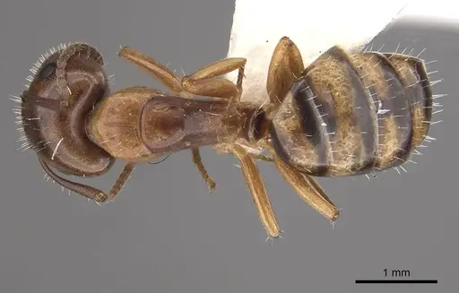 Camponotus ogasawarensis specimen CASENT0911139 image casent0911139_1