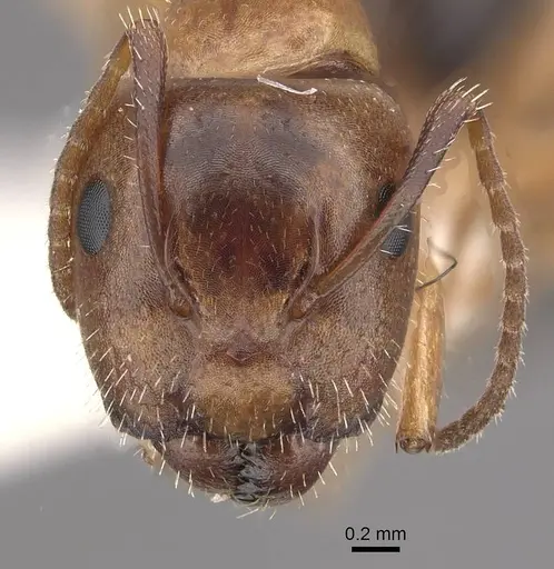 Camponotus ogasawarensis specimen CASENT0911139 image casent0911139_2