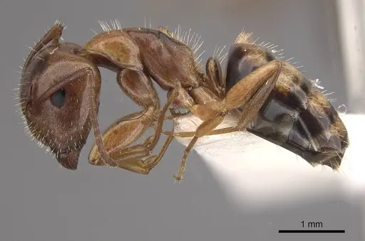 Camponotus ogasawarensis specimen CASENT0911139 image casent0911139_3