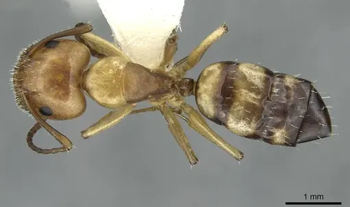 Camponotus ogasawarensis specimen CASENT0913703 image casent0913703_1