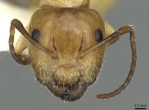 Camponotus ogasawarensis specimen CASENT0913703 image casent0913703_2