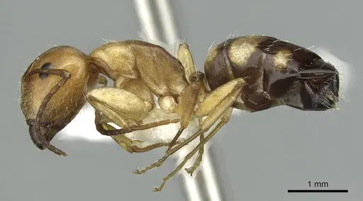 Camponotus ogasawarensis specimen CASENT0913703 image casent0913703_3